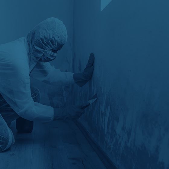 Mold Remediation